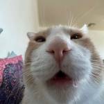 Jasper